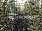 黄杨供应商——抢手的北海道黄杨推荐
