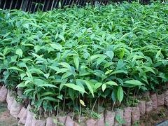海南沉香苗推荐：海南沉香价格