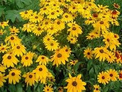 宿根花卉基地：供应山东精品宿根花卉基地