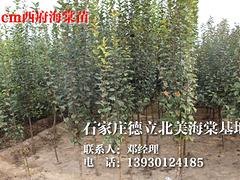 澳门西府海棠苗——口碑好的西府海棠苗出售