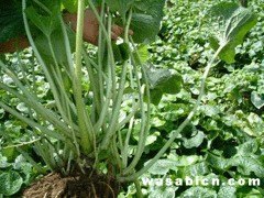 想买口碑好的山葵，就来菌多多——优质的山葵价格