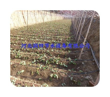 湖北荆州江陵县大棚滴灌管设计