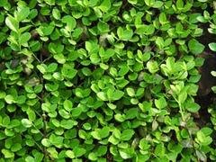 龙柏价格：品种好的扶芳藤出售
