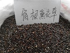 出色的宿根薰衣草种子供应商就在潍坊|宿根薰衣草种
