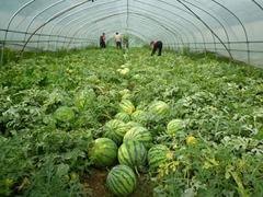 临朐双防膜：潍坊地区好用的西瓜专用膜在哪儿买