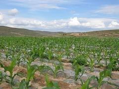 优良的蔬菜地膜品牌介绍   大理蔬菜地膜