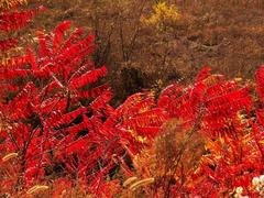 火炬树苗种植_口碑好的山东火炬树供应商