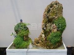 特色的室内假山盆景当选赵氏假山_室内假山效果图