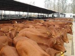 口碑好的鲁西黄牛肉牛养殖供应_成年鲁西黄牛