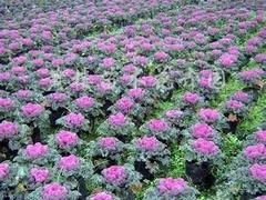 便宜的四季草花——划算的四季草花潍坊哪里有