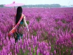 千屈菜花海水陆两系 青州万美园艺15853638