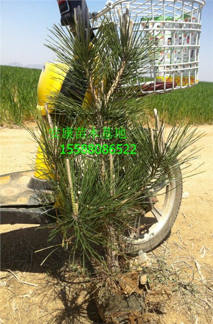 急甩2公分黑松苗油松苗3公分黑松4公分黑松苗5公