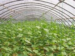 去哪找靠谱的蔬菜温室大棚建设：蔬菜温室造价