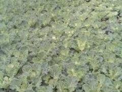 羽衣甘蓝种植基地_病虫害低的羽衣甘蓝出售