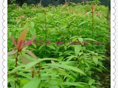江西楠木专卖店 供应江西成活率高的江西楠木