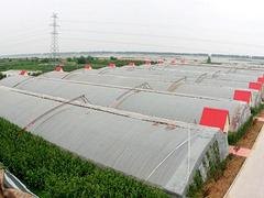 日光温室建设，哪里的日光温室效果好