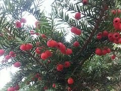 【鑫鑫苗木】北镇葡萄苗批发