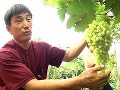 提供葡萄新品种——选购青提葡萄苗优选徐州守信葡萄
