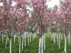 大量出售山东西府海棠|美国红枫基地
