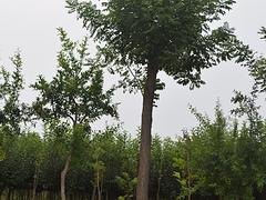 提供国槐，想要品质好的国槐就来锦荣花卉苗木公司