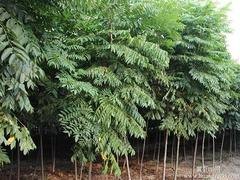 想要选购栾树就来苏祥农业_山东大量出售栾树栾树苗