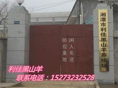 湖南哪里供应的黑山羊好_好的黑山羊