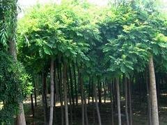 优质丝锦木，山东优质丝锦木批发