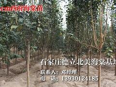 北美海棠出售：精品北美海棠推荐