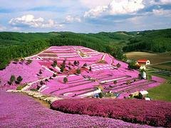 中国芝樱小苗|划算的芝樱小苗就在万美园林花卉