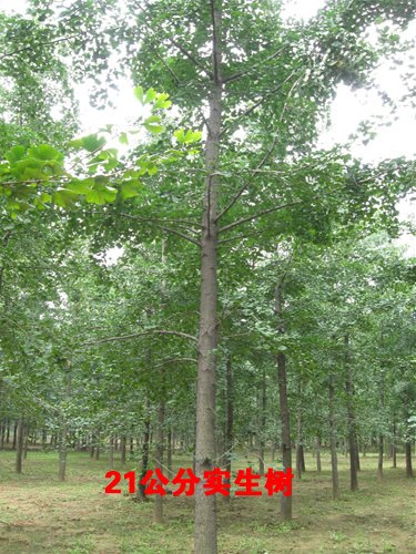 秦皇岛银杏嫁接树基地，卓越的银杏嫁接树基地