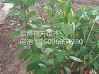 绿化苗木价格想要无病虫害的红王子锦带就来宏博花