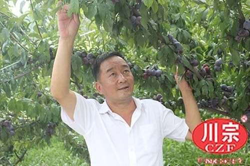 优质李苗批发/优质李苗价格
