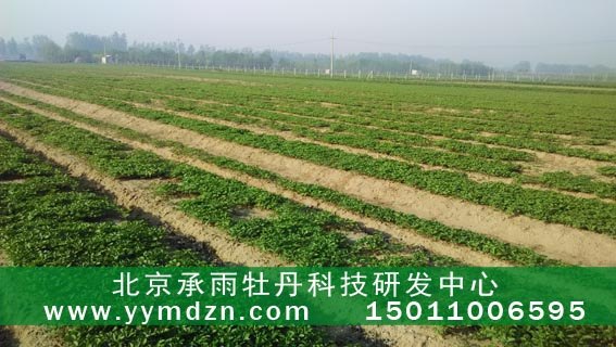 武汉承雨大量供应各种观赏牡丹牡丹苗