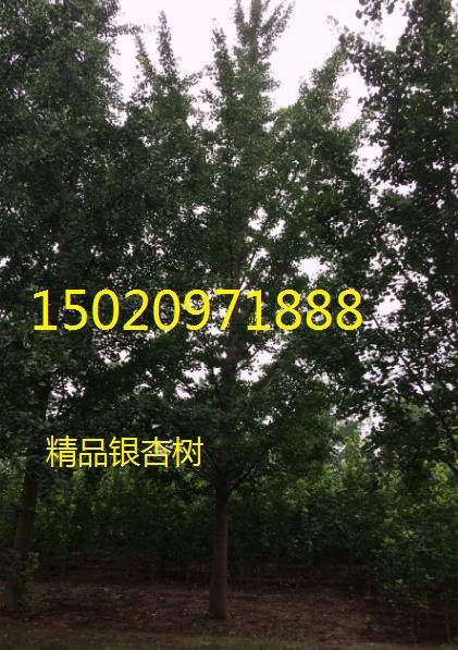 银杏树价格表-实生银杏树