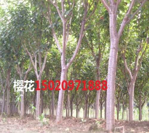 正宗樱花苗木-山东最新樱花苗木销售价格