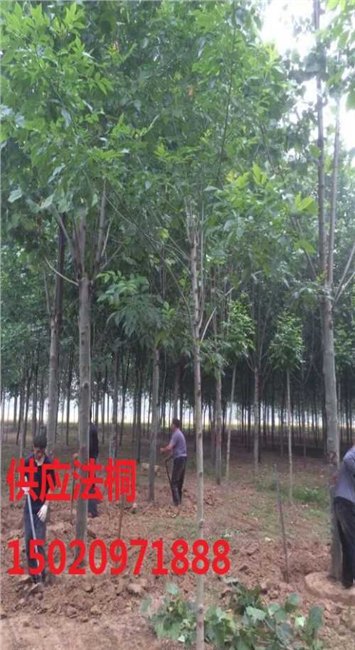 速生法桐小苗-速生法桐小苗价格