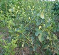 供1-5公分苹果苗枣树苗梨树苗