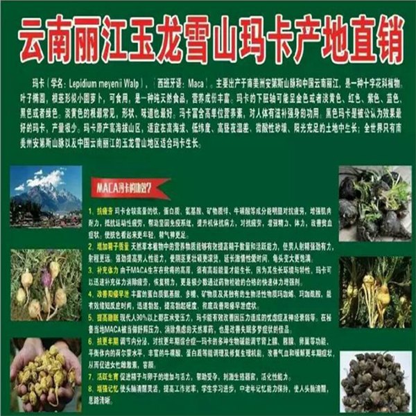 云南丽江高原玛卡新鲜玛卡批发