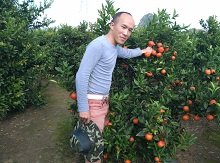柳城东方红橘苗批发基地在哪里