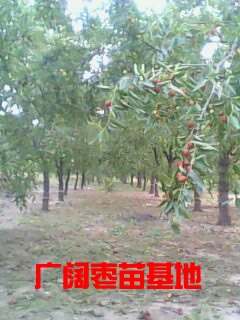 供应我要求购占地枣树苗枣树品种枣树苗