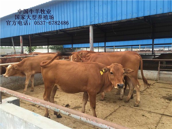 鲁西黄牛牛犊价格中国牛羊牛羊批发黄牛
