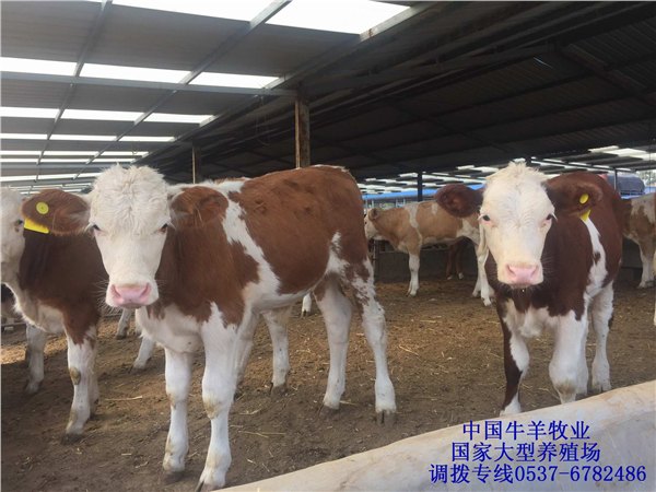 西门塔尔牛小牛价格小牛犊批发价格哪里卖小牛