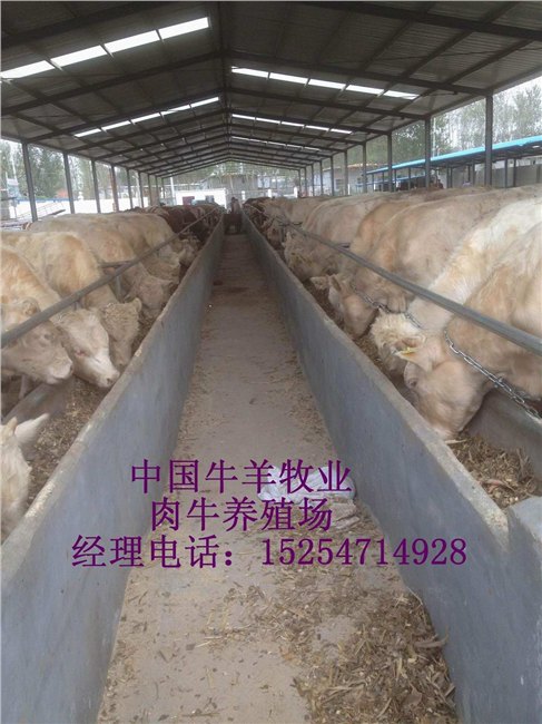 夏洛莱牛小牛价格哪里的夏洛莱小牛价格便宜