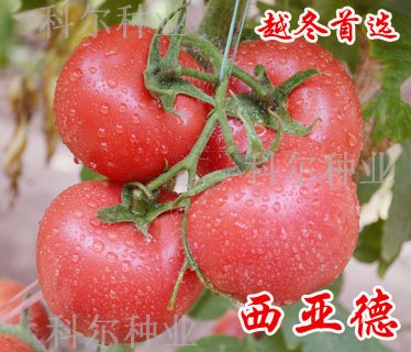 西亚德--耐低温番茄新品种  优质西红柿种子