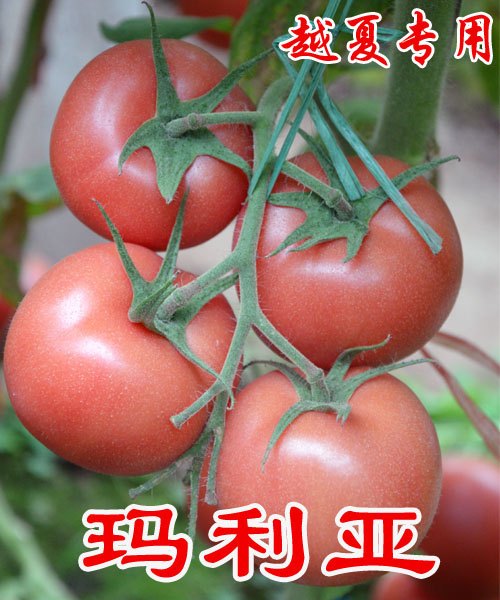 玛利亚越夏西红柿种子