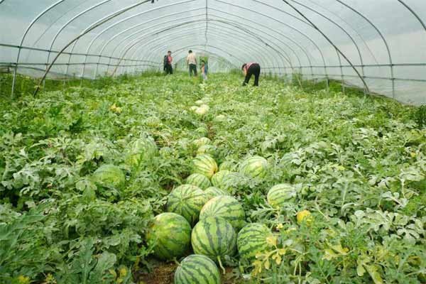 塑料薄膜厂家直销地膜黑色地膜一卷是8斤重1米1.5米2米宽黑地