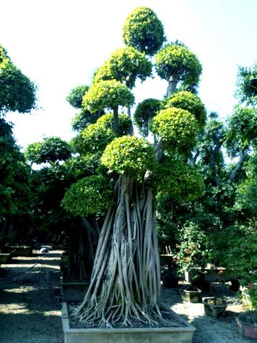 四川自贡/泸州/宜宾/德阳/重庆地区造型小叶榕桩头批发价格