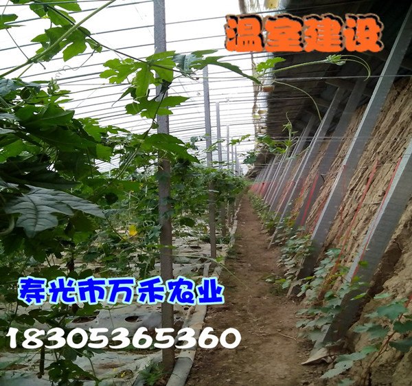 温室大棚立柱温室大棚寿光市万禾农业