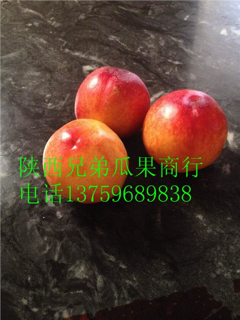 陕西丰园红杏基地，丰园红杏价格，丰园红杏产地，丰园红杏批发