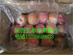 冷库红富士苹果，陕西冷库红富士苹果价格，红富士苹果批发